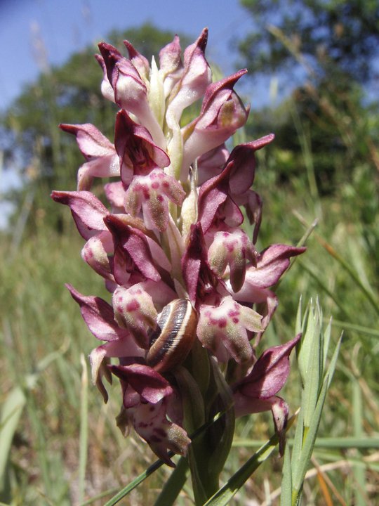 Lusus naturae Anacamptis coriophora!